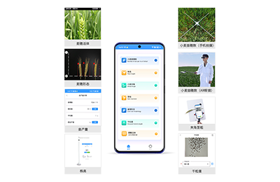 路氹城小麦表型测量仪IN-XM05